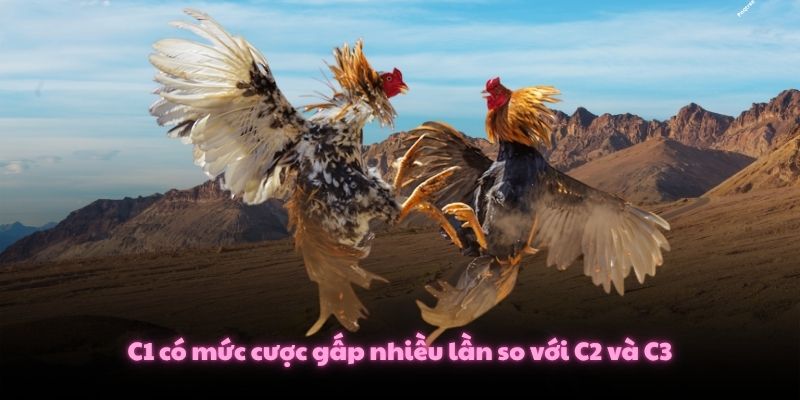 Đá Gà C1 Là Gì? 3 Tiêu Chuẩn Khắt Khe Nhất Cần Biết 3 C1 có mức cược gấp nhiều lần so với C2 và C3